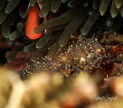 Anemone fish by Aboy Capili 